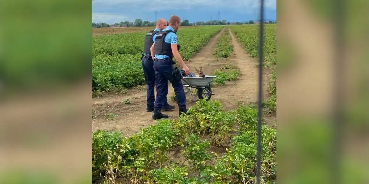 Un chevreuil coincé dans un jardin libéré par les gendarmes… en brouette!