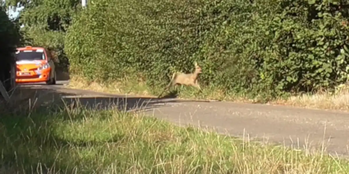 [Vidéo] Un chevreuil tente de distancer une voiture en plein rallye