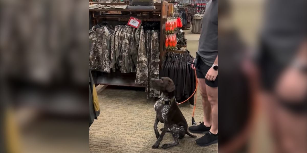 [Vidéo] Quand tu emmènes ton chien au magasin de chasse