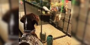 chien de chasse dans animalerie