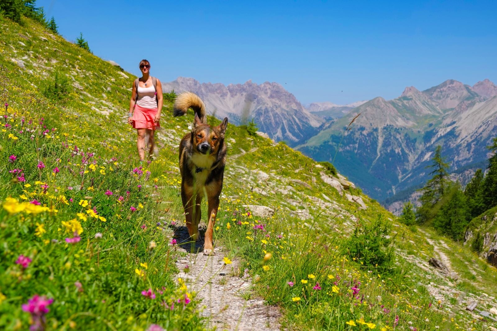 Alpes : les chiens désormais interdits dans le vallon de l’Eychauda