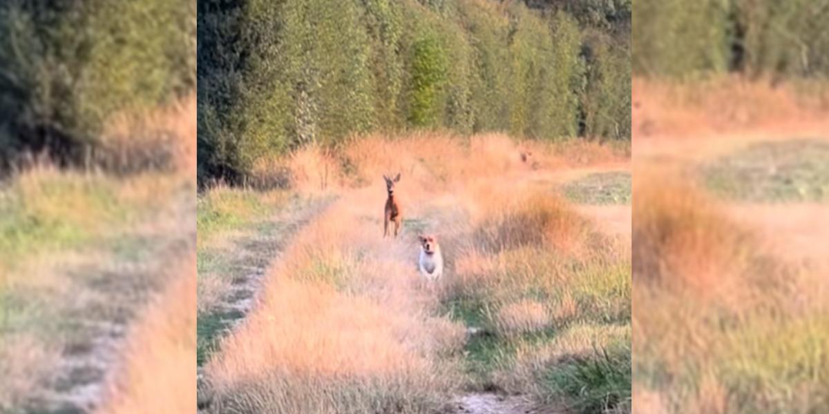 [Vidéo] Quand ton chien de chasse se fait chasser