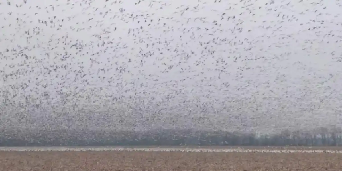[Vidéo] Un ciel littéralement noir d&rsquo;oies