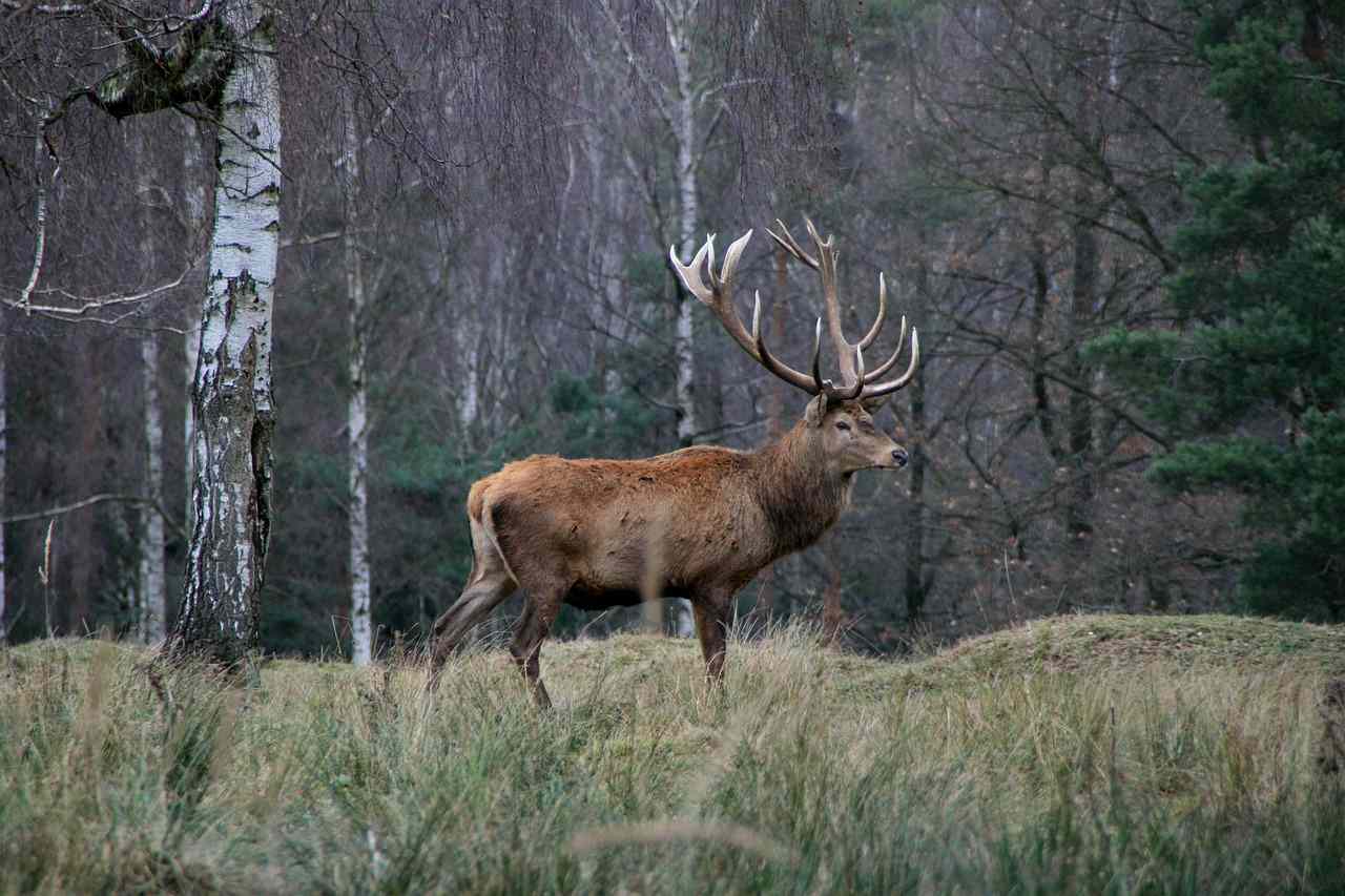 Des associations manifestent contre la chasse après les incendies en forêt de Fontainebleau… pour rien