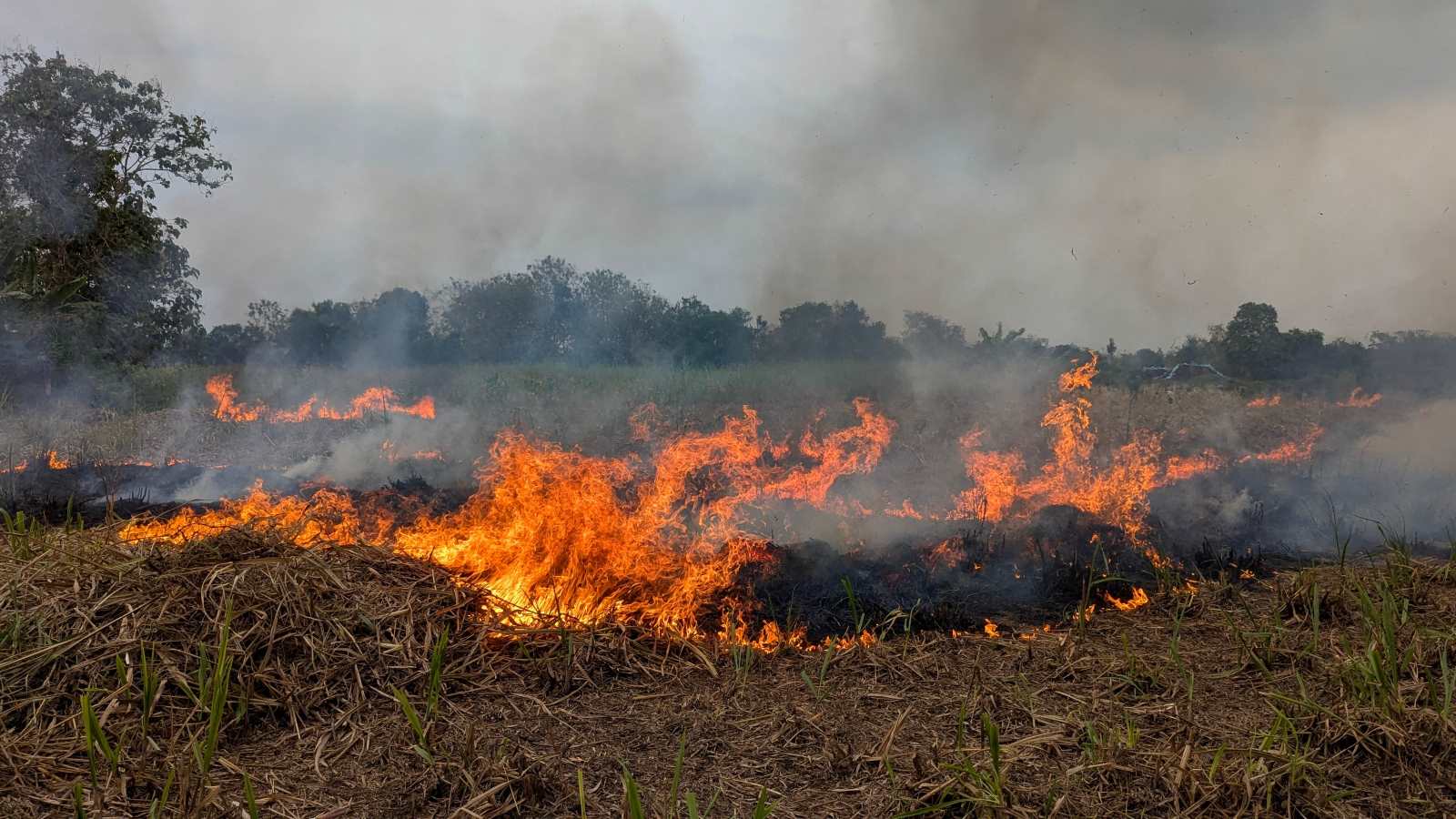 Insolite : un pigeon déclenche un incendie de 2,5 ha en s’électrocutant sur un poteau électrique