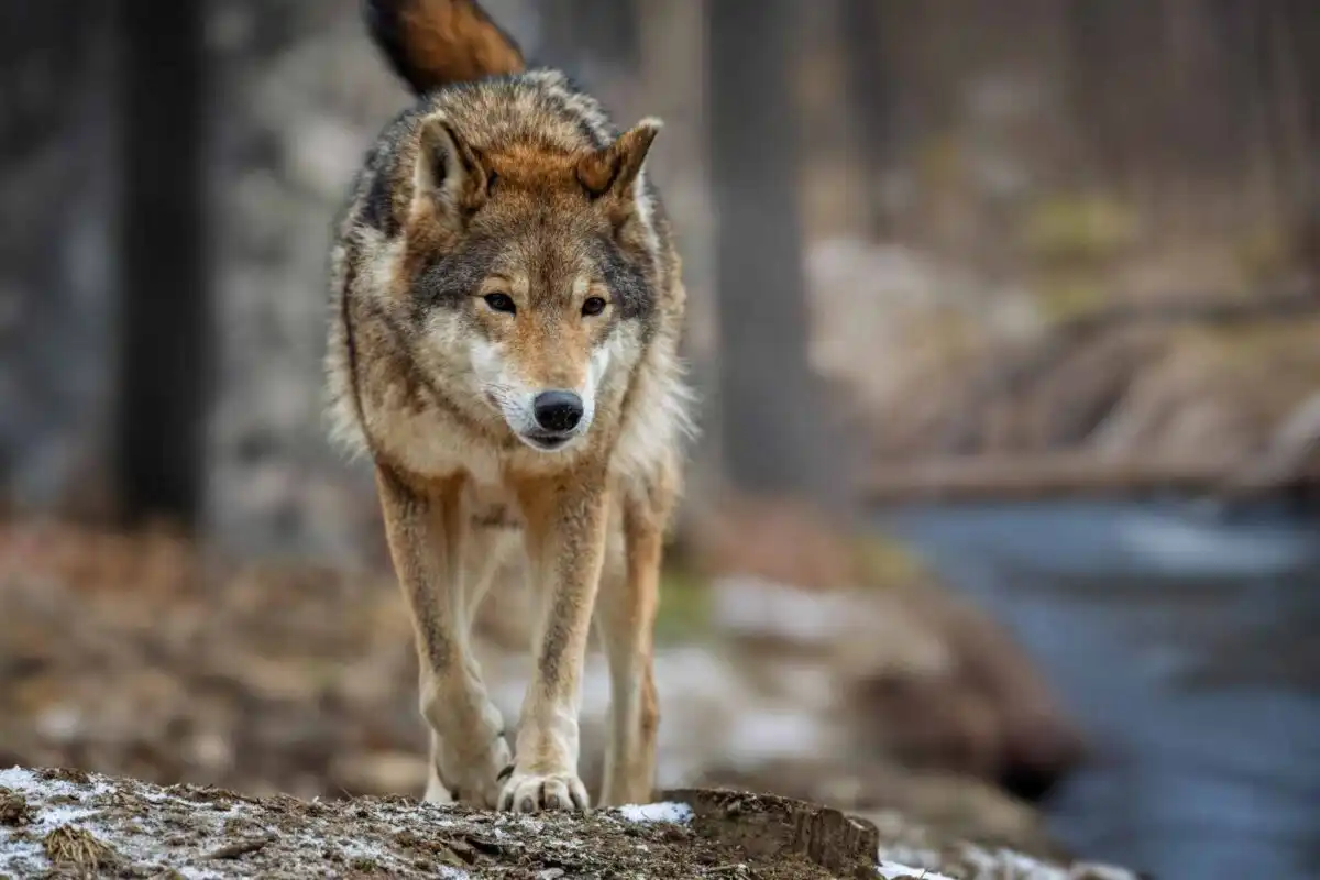 Italie : 3 blessés, très probablement par un loup ou plusieurs loups
