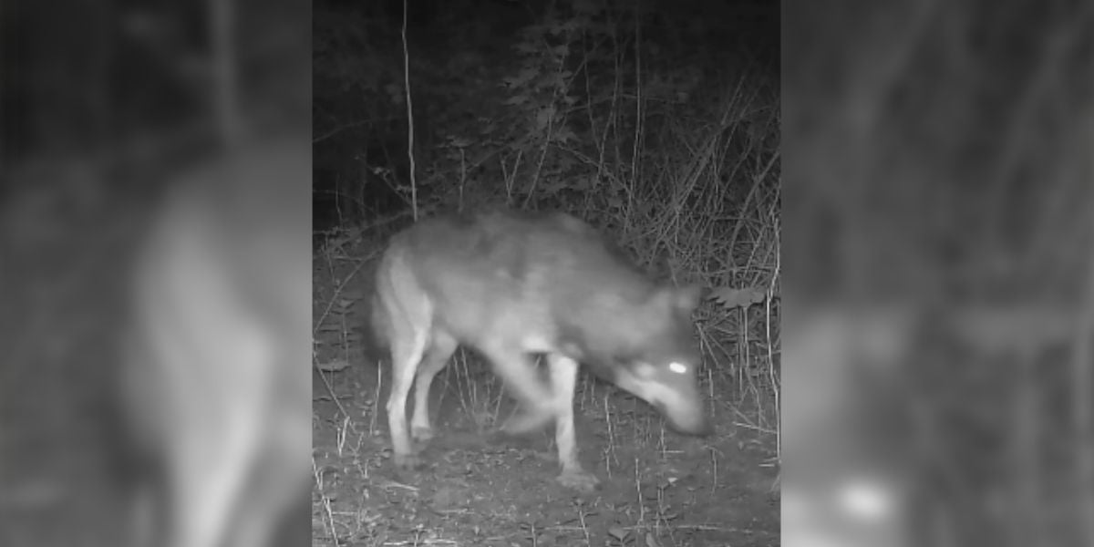 [Vidéo] Un loup aperçu près de Cambrai dans le Nord