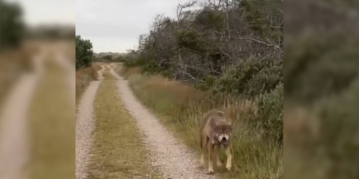 [Vidéo] Un joggeur contraint de fuir et hurler face à un loup et son petit?