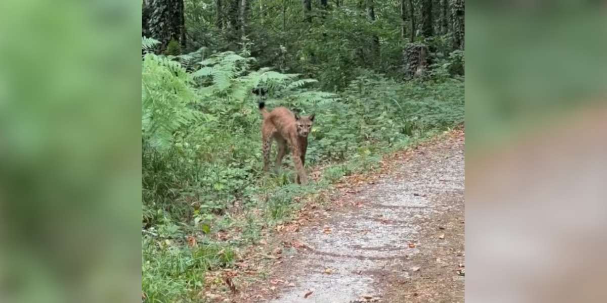 [Vidéo] Un homme rencontre un lynx en pleine balade avec son chien