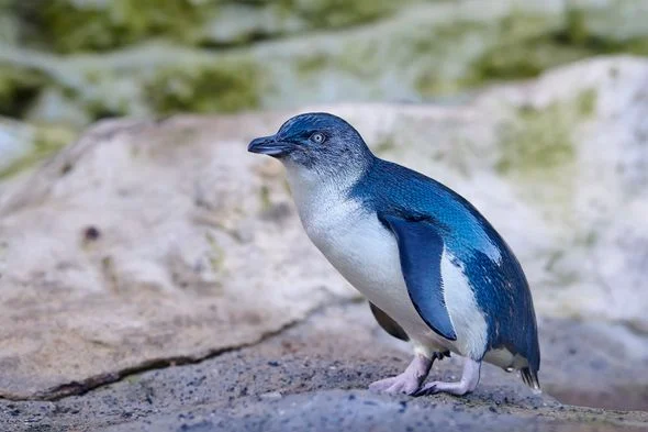 Australie : 5 000 manchots pygmées vont être vaccinés et pucés contre la grippe aviaire