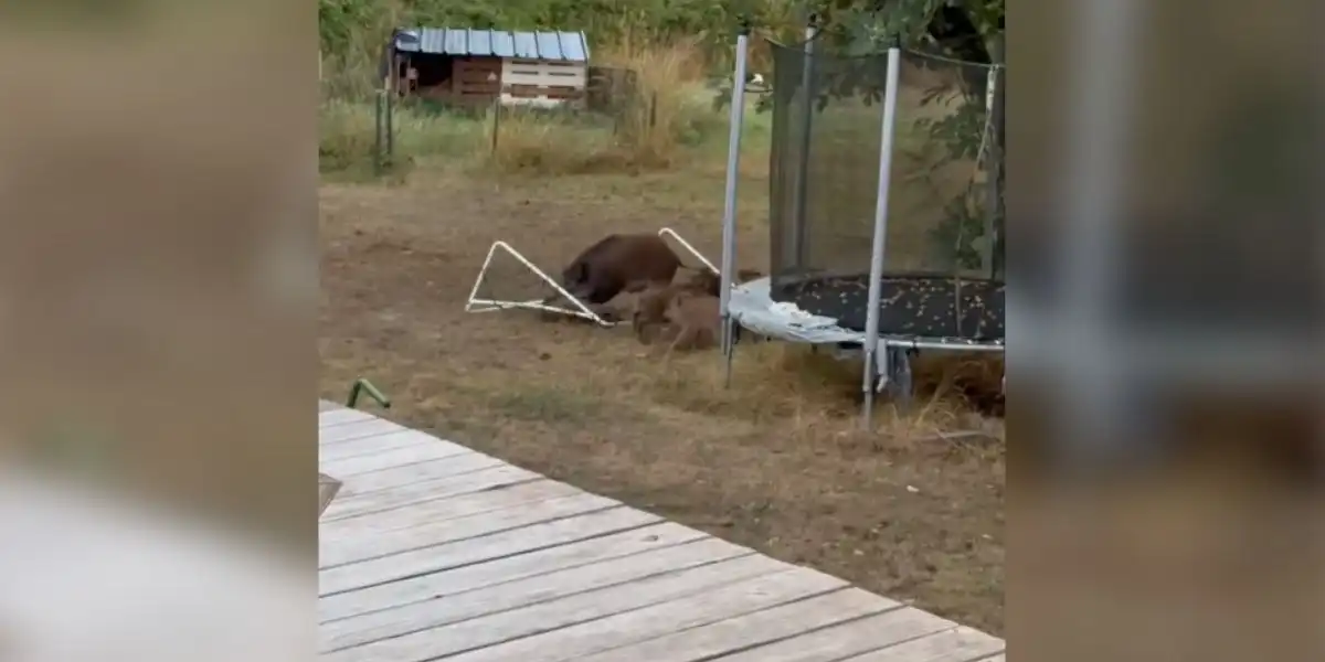 [Vidéo] Un marcassin se coince dans un filet de but