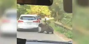 ours-vs-voiture