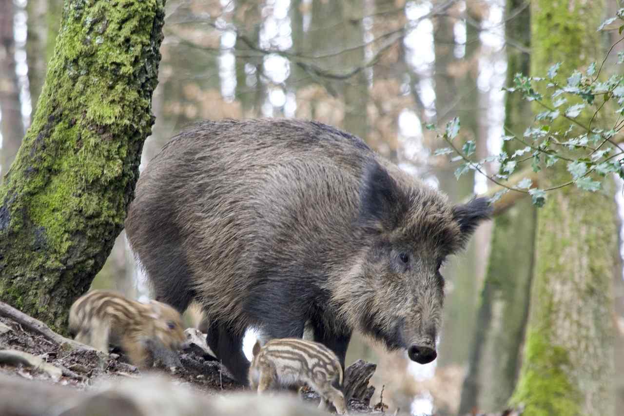 La Fédération des Chasseurs de l’Aisne décide d’interdire totalement l’agrainage du grand gibier