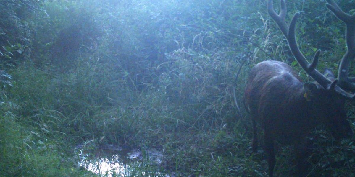 La FDC de l’Aveyron a donné des nouvelles du cerf « Pierrounet » que l’on croyait perdu