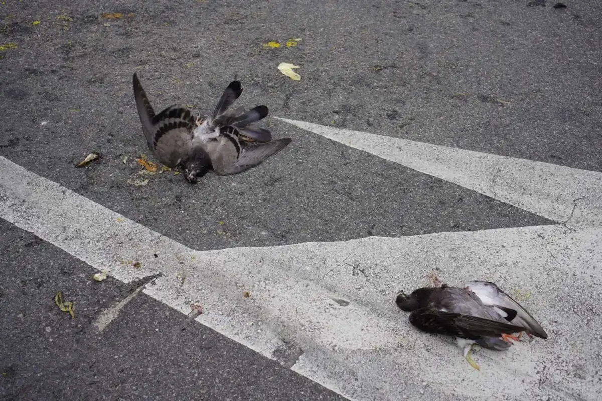 Une centaine de pigeons tués par la grêle (vidéo)