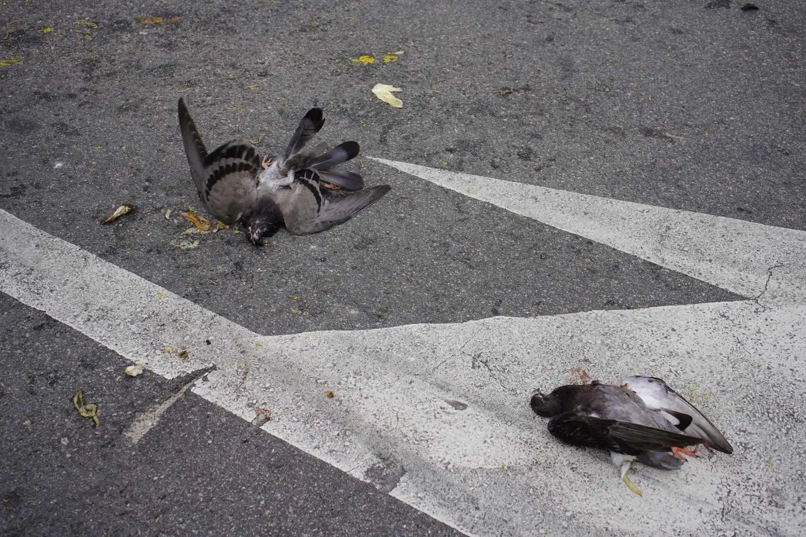 Une centaine de pigeons tués par la grêle (vidéo)