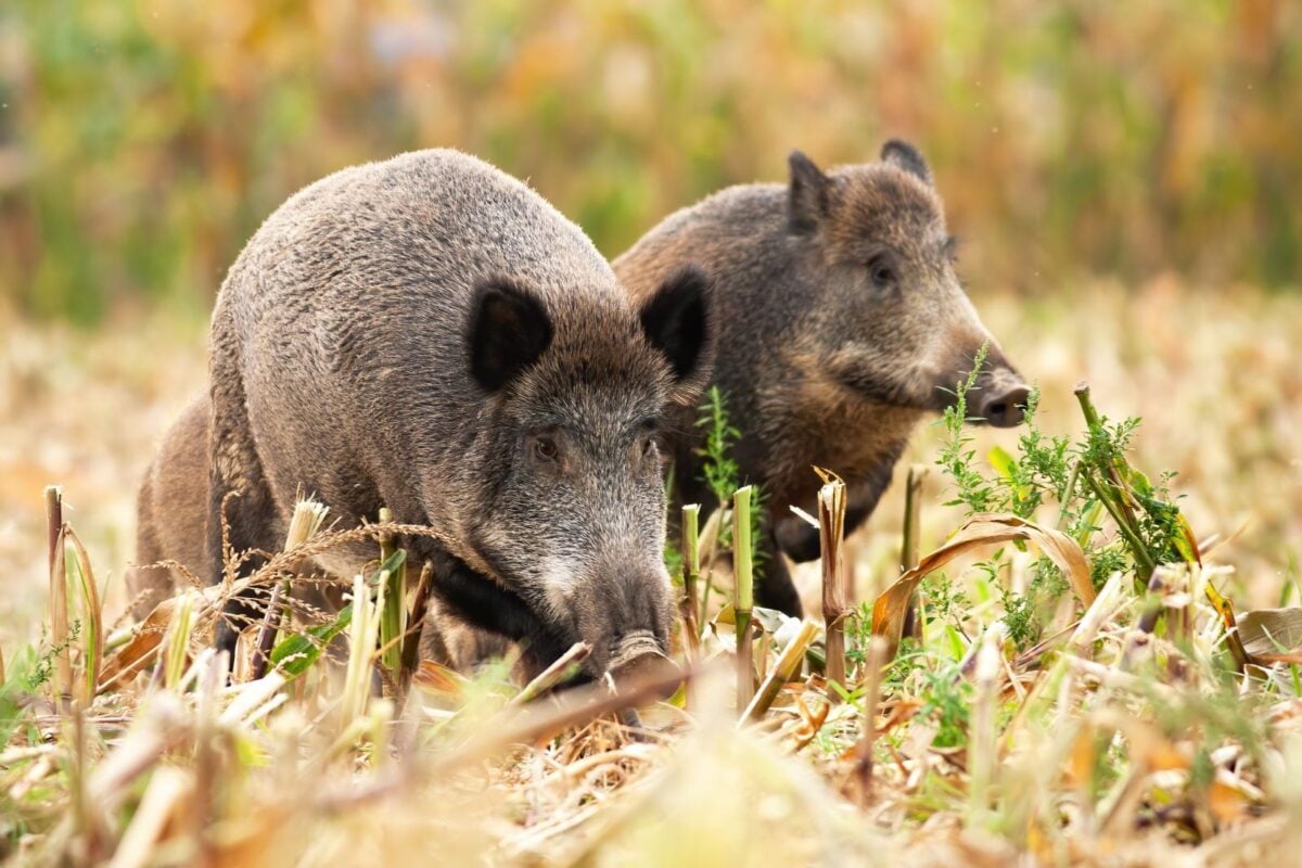 Événement climatique : si la chasse est stoppée, les agriculteurs promettent de réguler eux-mêmes