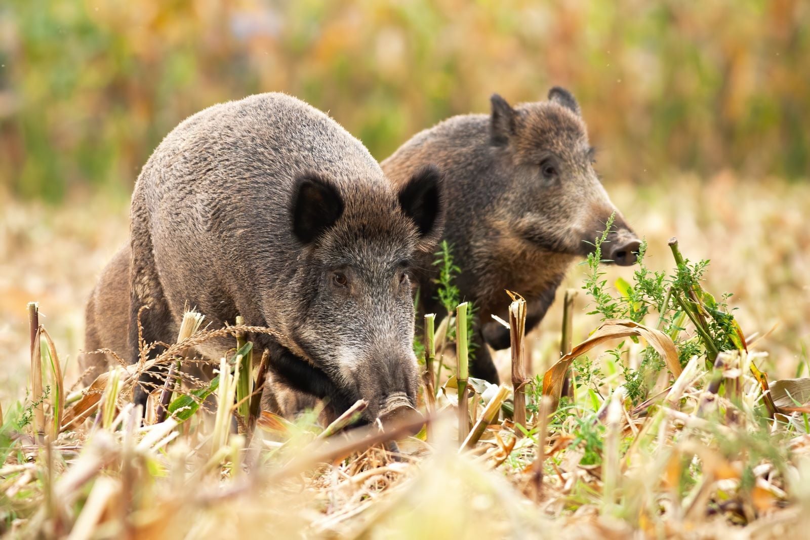Événement climatique : si la chasse est stoppée, les agriculteurs promettent de réguler eux-mêmes