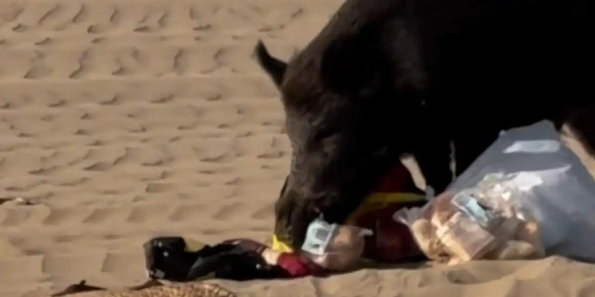 [Vidéo] Un sanglier trouve un pique-nique et compte bien tout vider