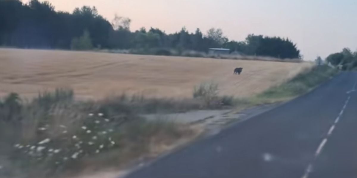 [Vidéo] Un gros sanglier solitaire aperçu le long d&rsquo;une route