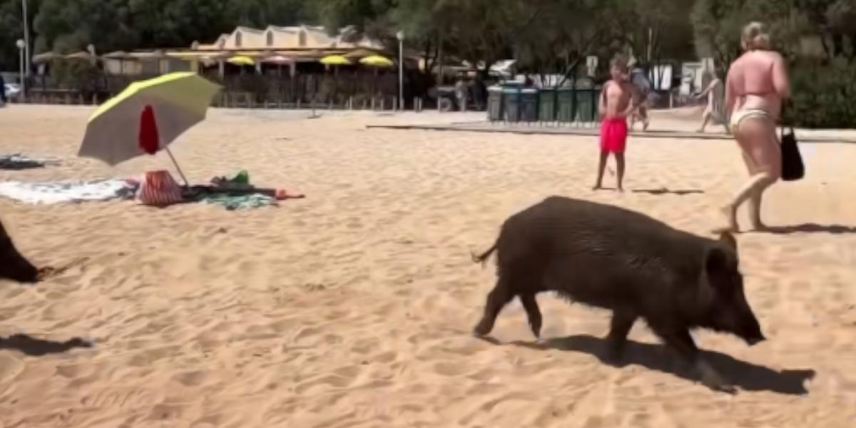 [Vidéo] Des sangliers envahissent aussi les plages du Portugal