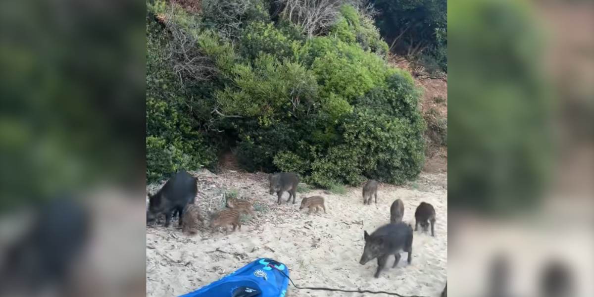 [Vidéo] Une compagnie de sanglier a envahi une plage près de Saint-Tropez