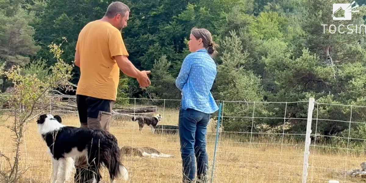 un éleveur face au loup tocsin