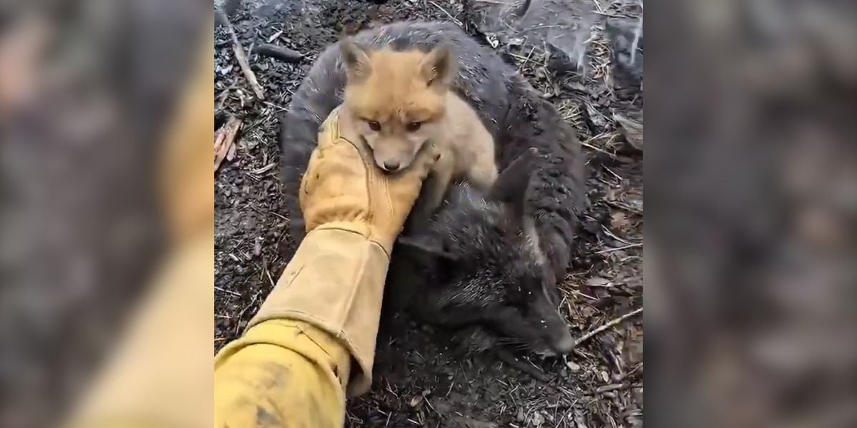 Landes : la Fédération des chasseurs dénonce l&rsquo;usage fallacieux de vidéos IA d&rsquo;animaux sauvés des flammes