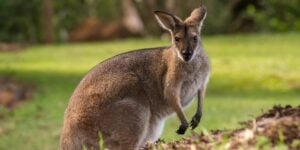 Isère : un wallaby en liberté toujours activement recherché