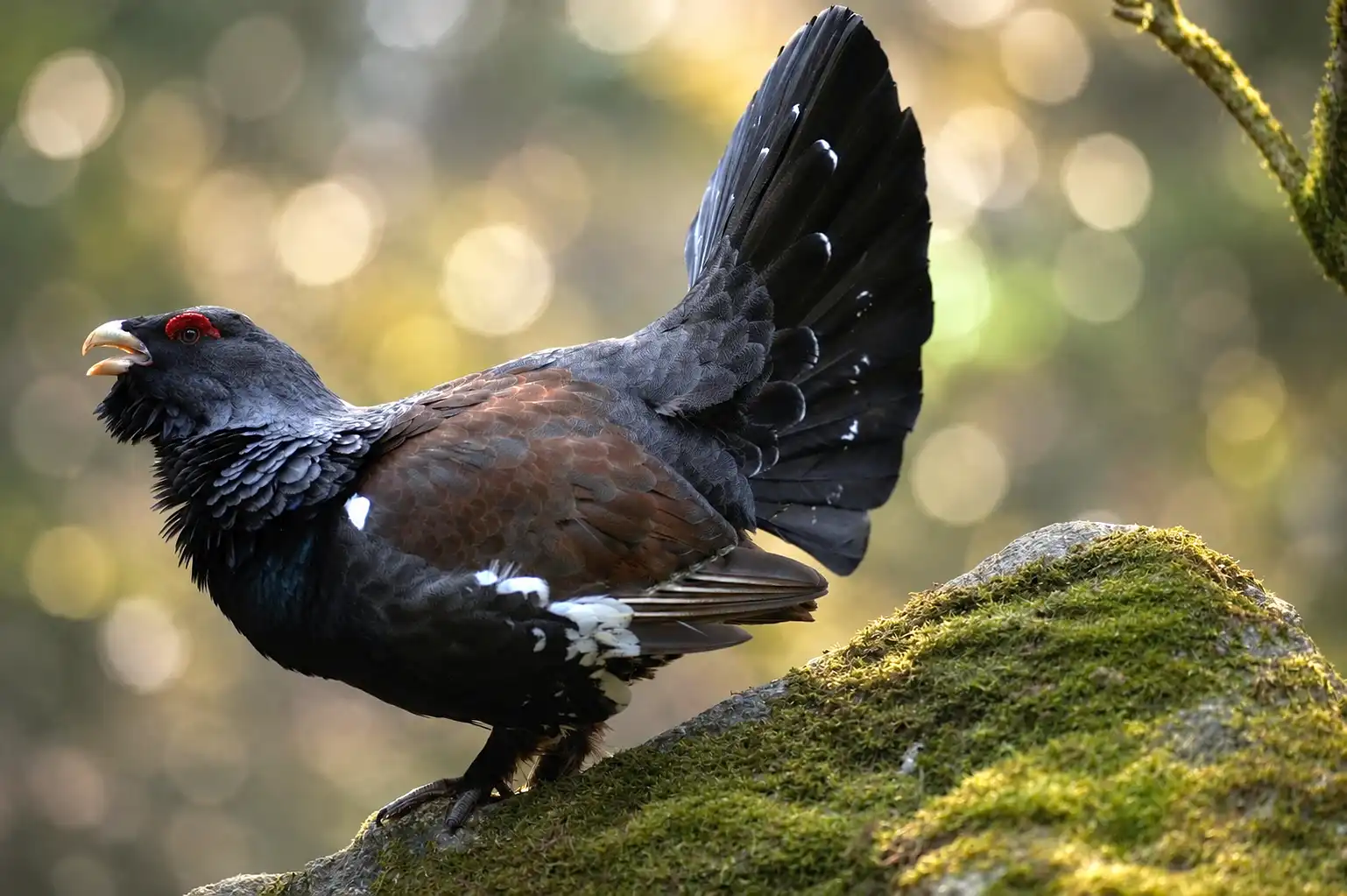 Grand tétras dans les Vosges : les chasseurs interpellent la Ministre de la transition écologique