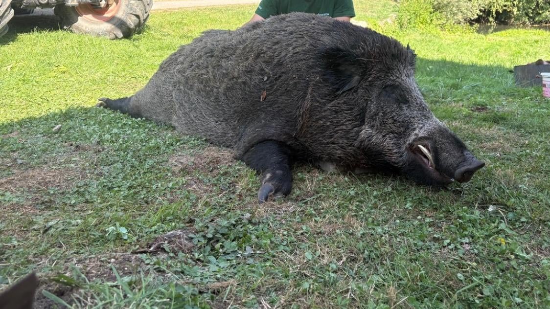 Marne : un sanglier de 206 kilos tué en battue