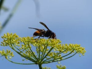Vespa_velutina_nigrithorax