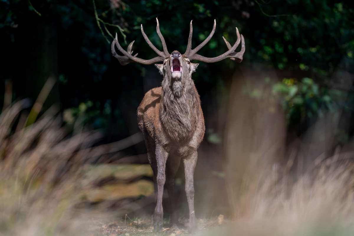 Le brame du cerf a-t-il déjà commencé près de chez vous ?