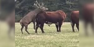 cerfs vs vaches