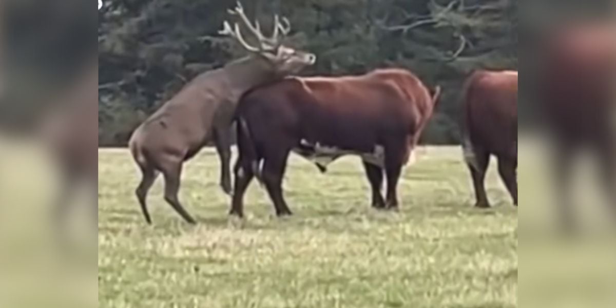 [Vidéo] Un cerf qui aime un peu trop les bovins