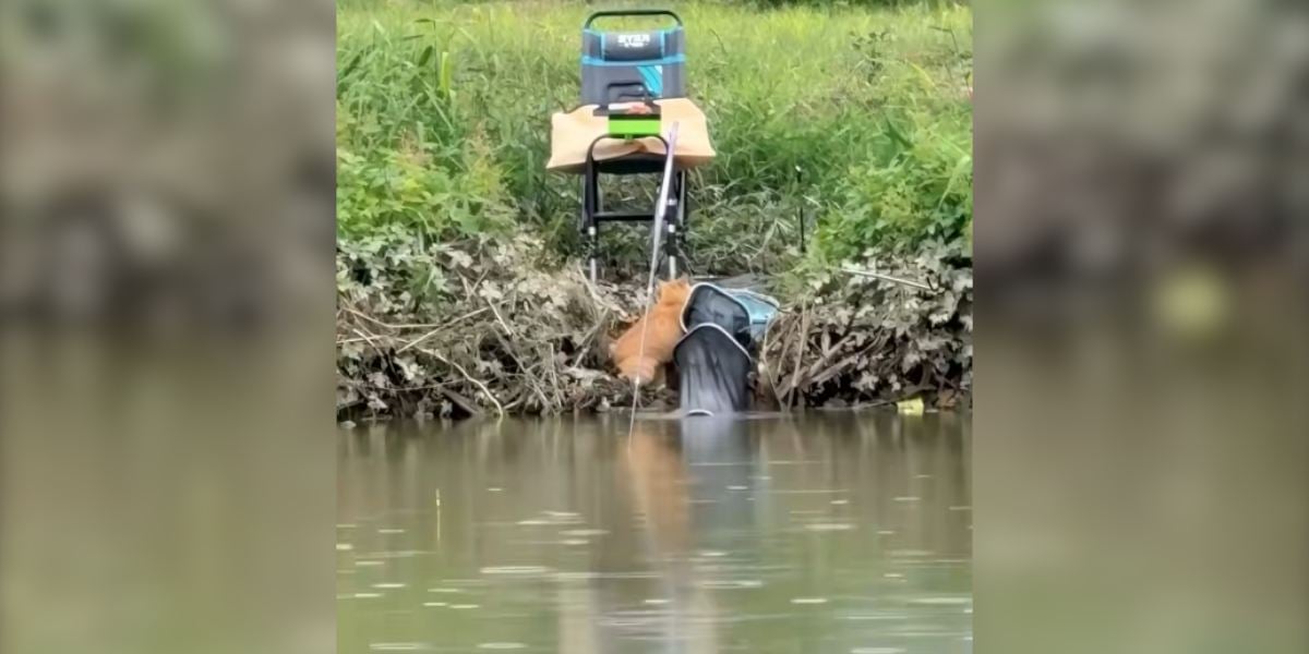 [Vidéo] Un chat astucieux a trouvé une technique insolite pour manger du poisson