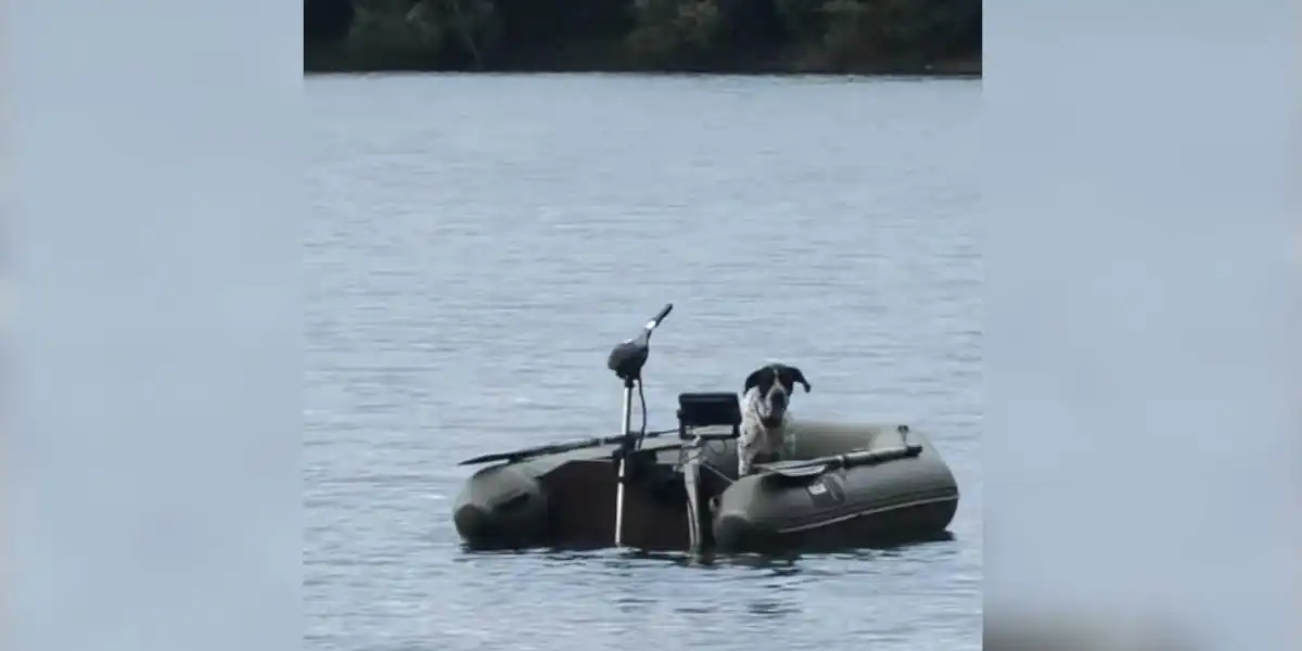 [Vidéo] Partir à la pêche avec son chien : est-ce vraiment une bonne idée?