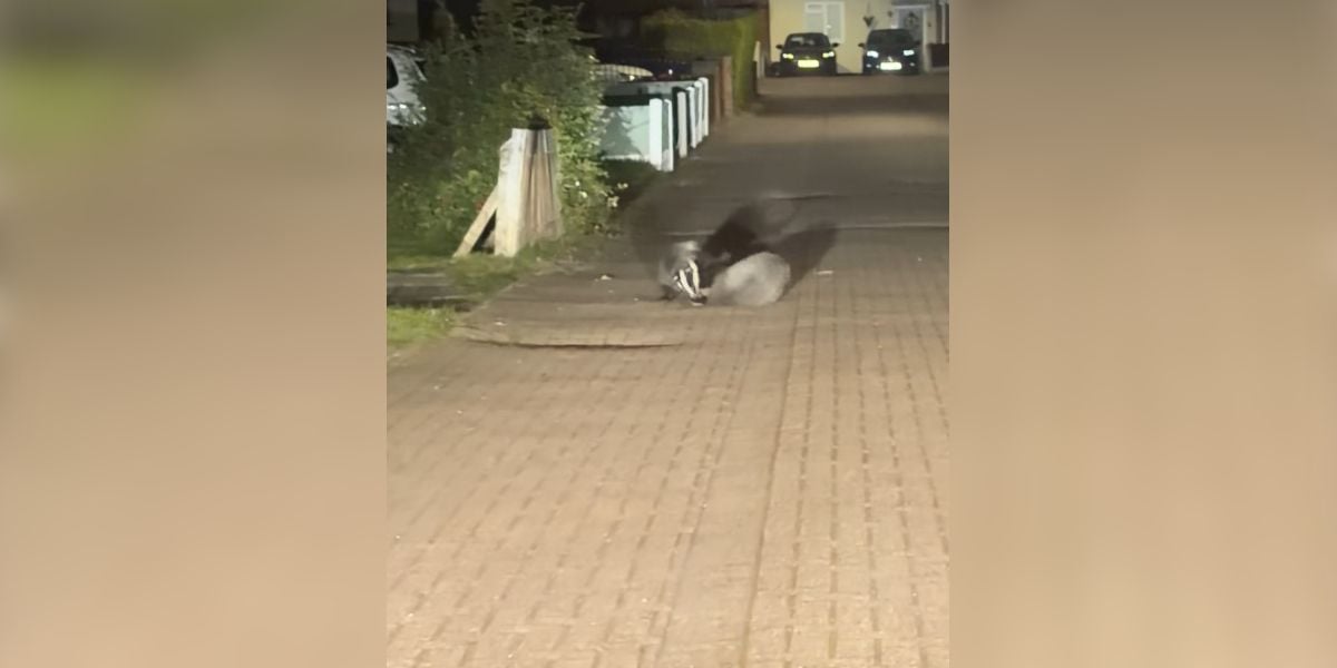 [Vidéo] Deux blaireaux se battent au milieu d&rsquo;une zone résidentielle