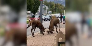 combat de cerf en ville