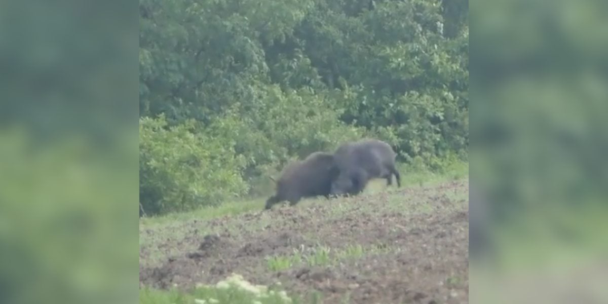 [Vidéo] Un violent combat entre deux sangliers
