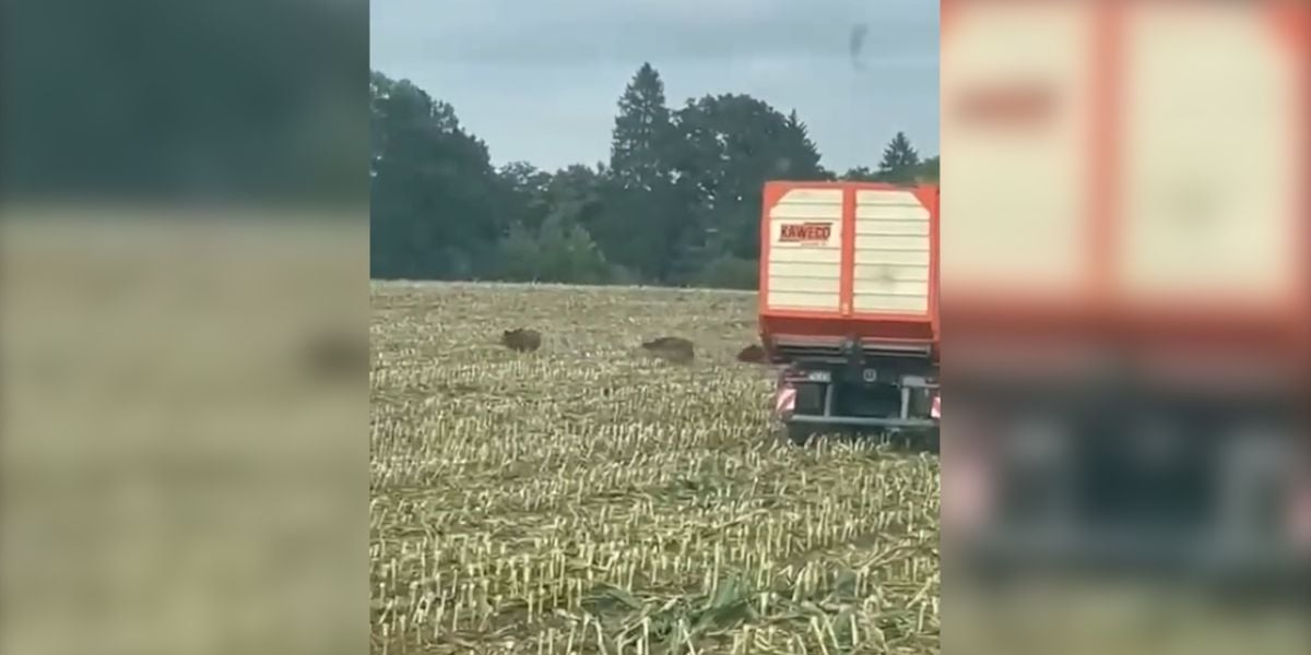 [Vidéo] Une compagnie entière de sangliers prend la fuite durant l&rsquo;ensilage