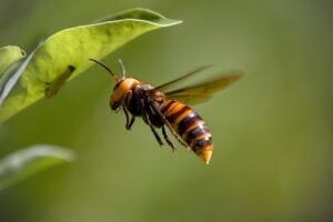 frelon asiatique