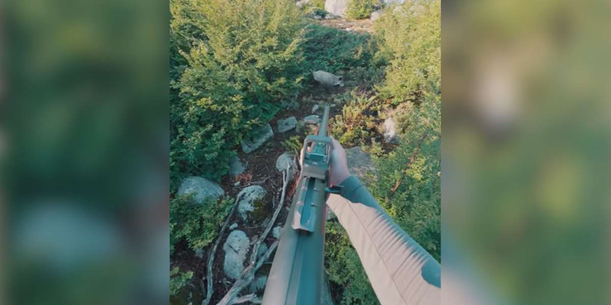 [Vidéo] Chasse aux sangliers : doublé ou pas doublé?