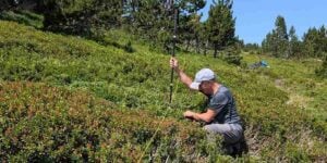 etude perdrix grises pyrenees