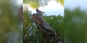 faisan a la peche