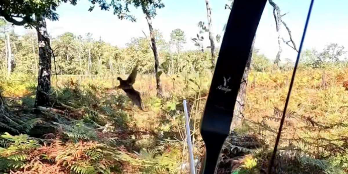 [Vidéo] Tir d&rsquo;un faisan en pleine chasse à l&rsquo;arc