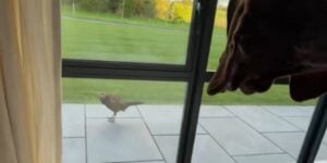 faisan dans le mauvais jardin