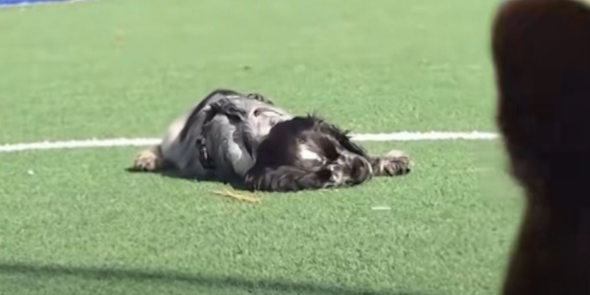 [Vidéo] Gösta, un petit cocker très mignon, fait le buzz à cause de son étrange maladie
