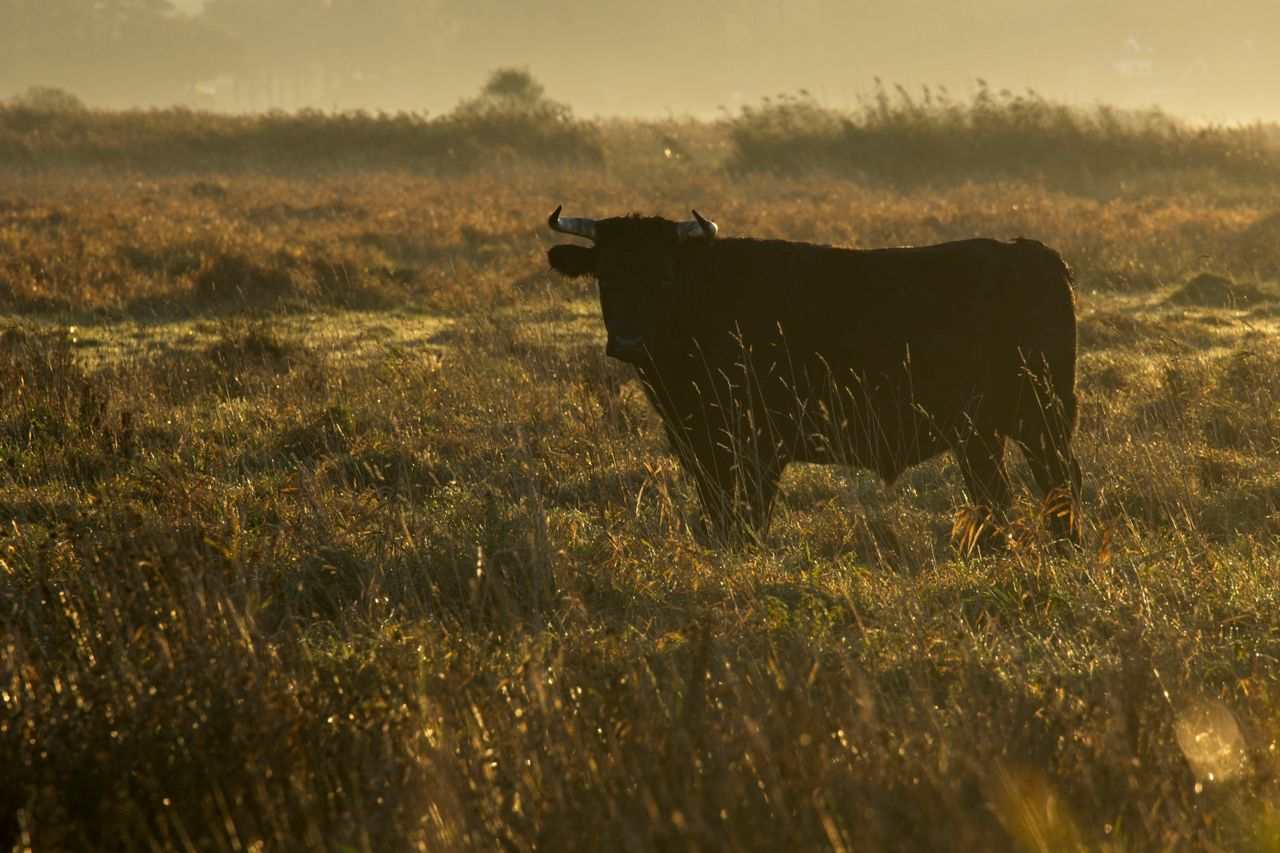 Un jeune chasseur encorné par un taureau sauvage en Haute-Corse