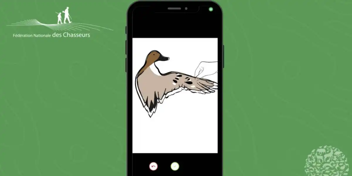 Chasse et IA : la FNC demande les photos des prélèvements sur ChassAdapt aux chasseurs